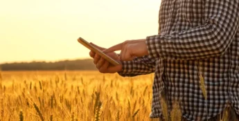 Person in a checkered shirt uses a tablet in a golden wheat field during sunset.