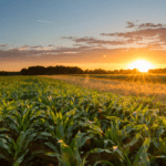 Sunset over a vast, green cornfield symbolizes the essence of sustainability, with partially cloudy skies and a bright sun dipping toward the horizon, reminding us of our journey towards net zero.