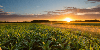 Sunset over a vast, green cornfield symbolizes the essence of sustainability, with partially cloudy skies and a bright sun dipping toward the horizon, reminding us of our journey towards net zero.