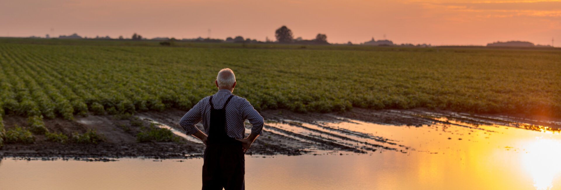 An older man stands by a flooded field at sunset, contemplating the aftermath of natural disasters. The water reflects the sky as he considers to-dos for recovery. The field, once vibrant with crops, stretches to the horizon, a testament to nature's power.