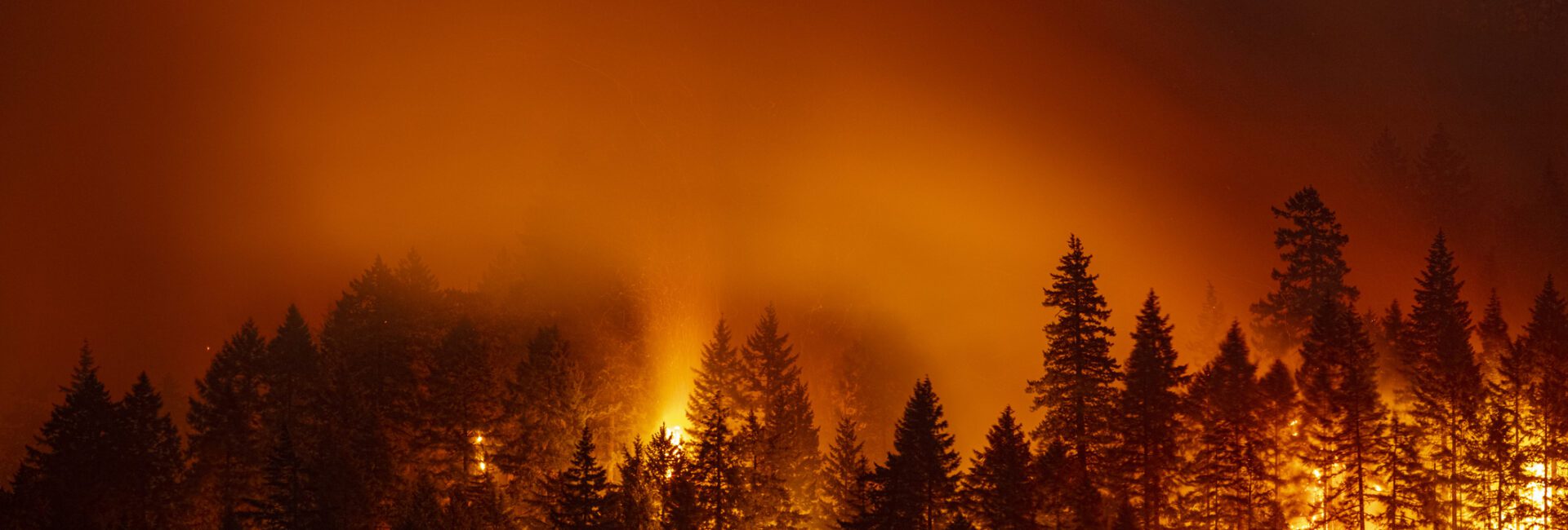 A wild forest fire engulfs trees under a dark, smoky sky, illuminating the scene with bright orange flames.