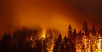 A wild forest fire engulfs trees under a dark, smoky sky, illuminating the scene with bright orange flames.