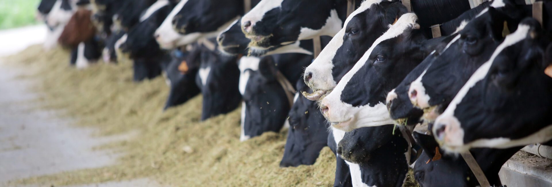 Cows feeding on hay lined up at a trough in a barn.