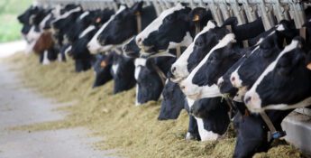 Cows feeding on hay lined up at a trough in a barn.