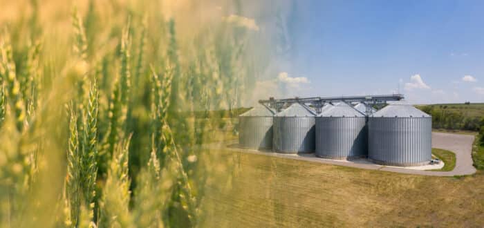 Close-up of wheat field merging into an image of four large metal grain silos set in a rural landscape under a clear blue sky.
