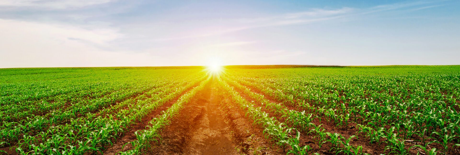 A vast green crop field with neatly planted rows extends to the horizon under a clear blue sky, as the sun sets in the distance—a picturesque reminder of agricultural prosperity supported by initiatives like The Tax Cuts and Jobs Act.