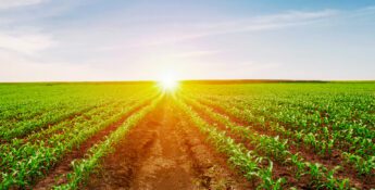 A vast green crop field with neatly planted rows extends to the horizon under a clear blue sky, as the sun sets in the distance—a picturesque reminder of agricultural prosperity supported by initiatives like The Tax Cuts and Jobs Act.