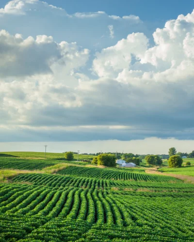 A green farmland with rows of crops under a blue sky with scattered clouds. A small white building is in the distance surrounded by trees.
