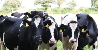 Group of black and white cows standing closely together in a grassy field, with trees in the background.