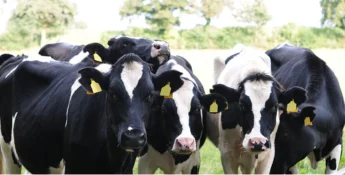 Group of black and white cows standing closely together in a grassy field, with trees in the background.