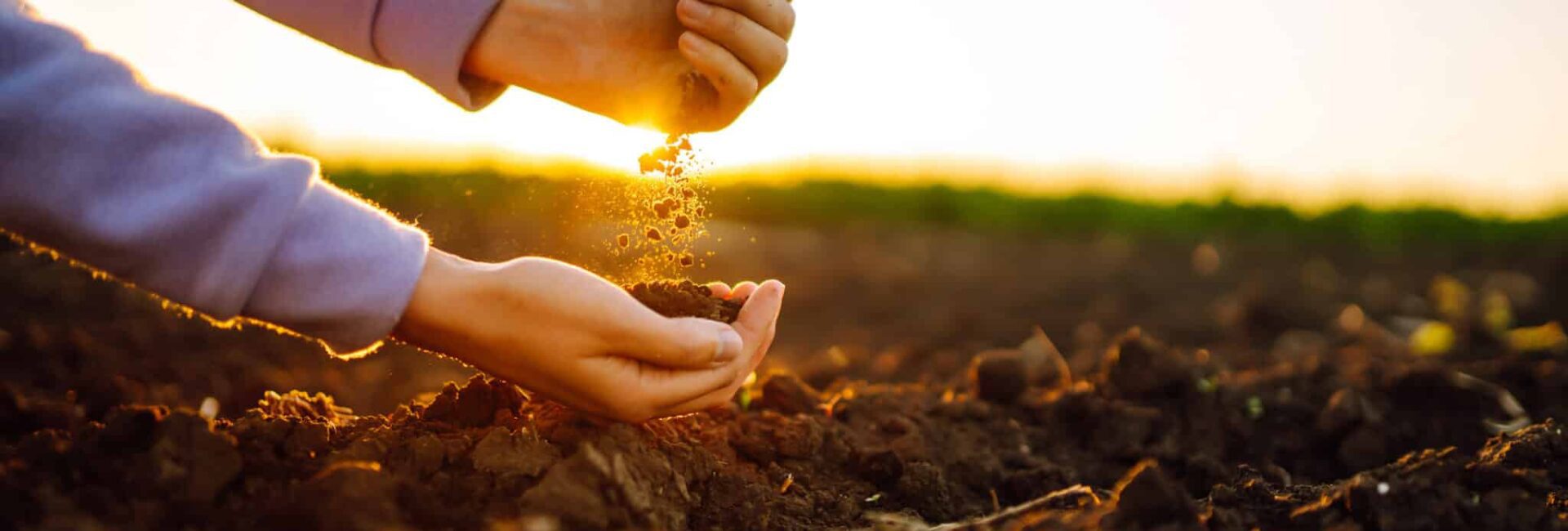 Hands holding and letting soil fall on a field at sunset, symbolizing connection with nature and agriculture.