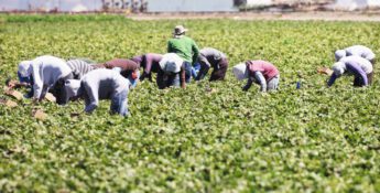 Workers in a field bending over to harvest crops, with some wearing hats and protective clothing. A structure is visible in the background.