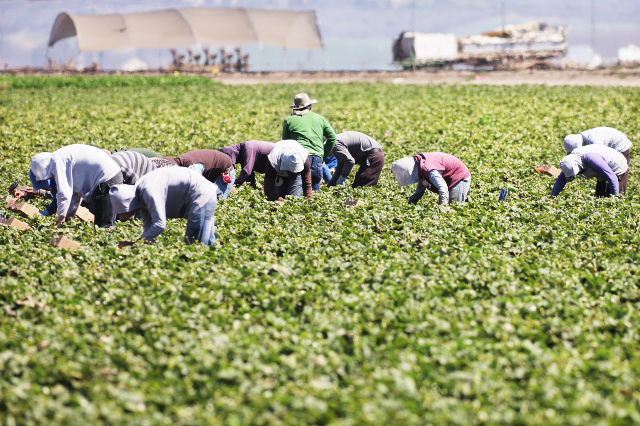 Workers in a field bending over to harvest crops, with some wearing hats and protective clothing. A structure is visible in the background.