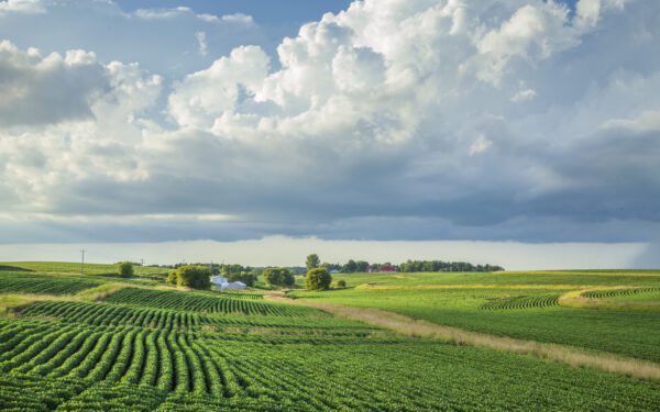 Green fields with rows of crops under a partly cloudy sky, featuring a distant farm and trees on the horizon.
