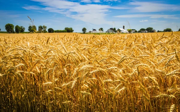 A golden wheat field under a blue sky with distant trees and farm buildings in the background.