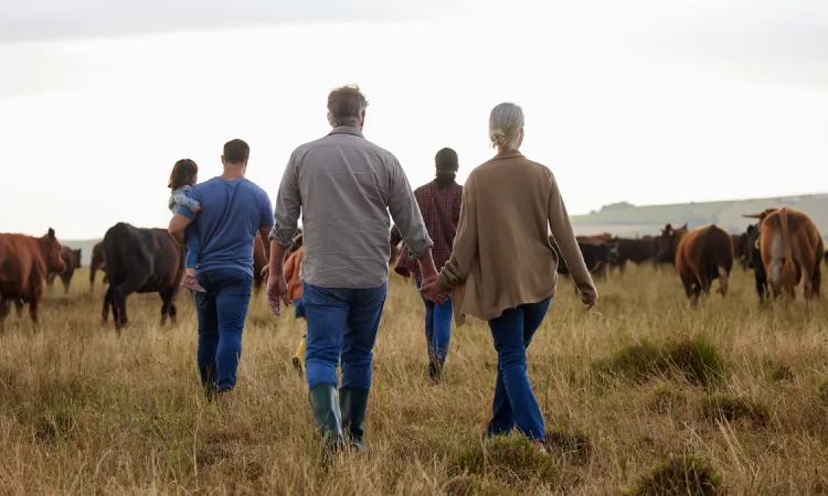 Four people, including a child, walk through a grassy field towards a herd of cows. Two adults hold hands under the overcast sky. It's almost like they're embarking on an adventure about pinion and purpose amidst nature's serene embrace.