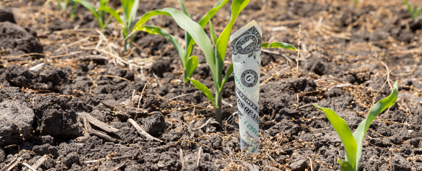 Amidst the young green corn plants, a one-dollar bill is partially buried in the soil, symbolizing how to stretch your farm dollar effectively.
