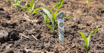 Amidst the young green corn plants, a one-dollar bill is partially buried in the soil, symbolizing how to stretch your farm dollar effectively.