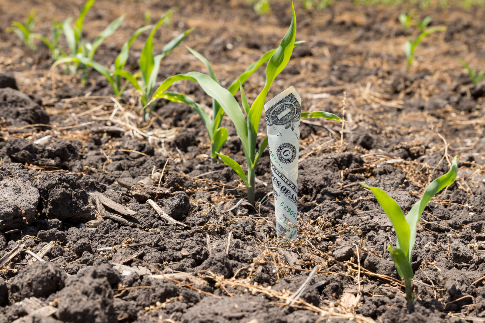Amidst the young green corn plants, a one-dollar bill is partially buried in the soil, symbolizing how to stretch your farm dollar effectively.