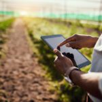 Person using a tablet in a field, with crops growing on both sides of a dirt path and sunlight visible in the distance.