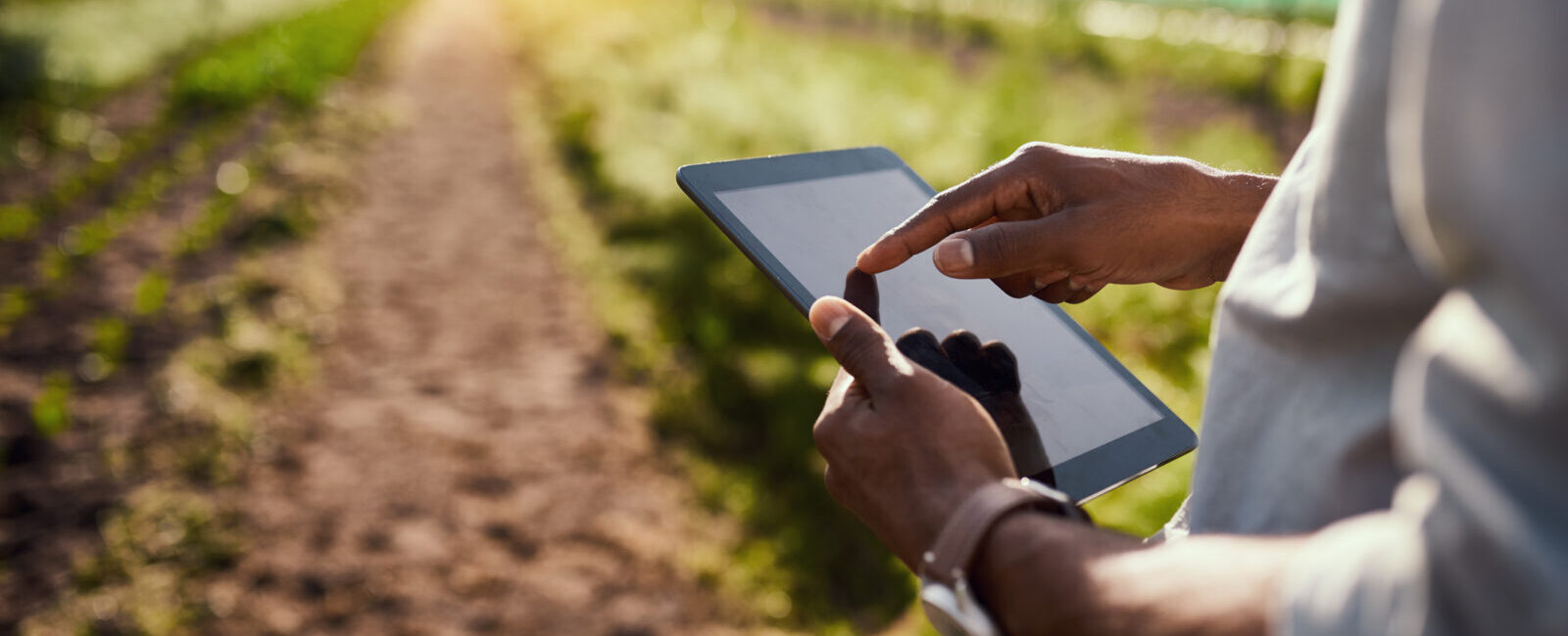 Person using a tablet in a field, with crops growing on both sides of a dirt path and sunlight visible in the distance.