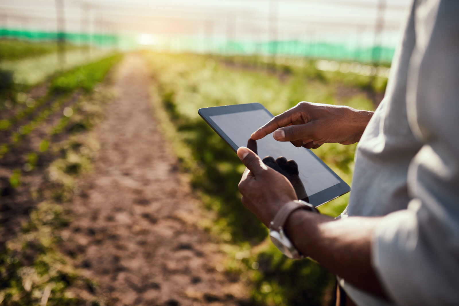 Person using a tablet in a field, with crops growing on both sides of a dirt path and sunlight visible in the distance.