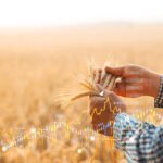 A person in a plaid shirt holds wheat stalks in a field, with overlaid financial graphs and stock data illustrating agriculture market trends and boosting farm efficiency.
