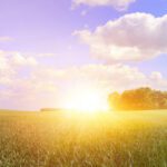 The sun rises over a green field with scattered trees on the horizon under a blue sky with fluffy white clouds.