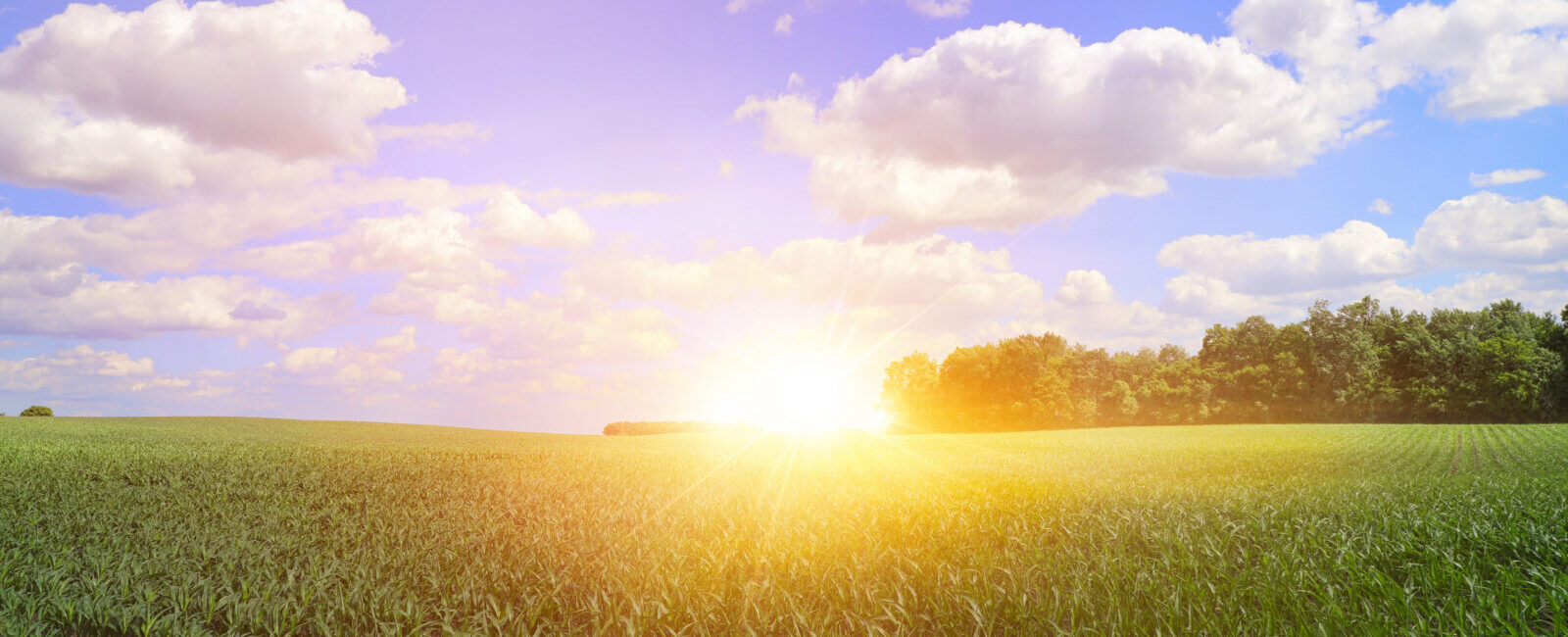 The sun rises over a green field with scattered trees on the horizon under a blue sky with fluffy white clouds.