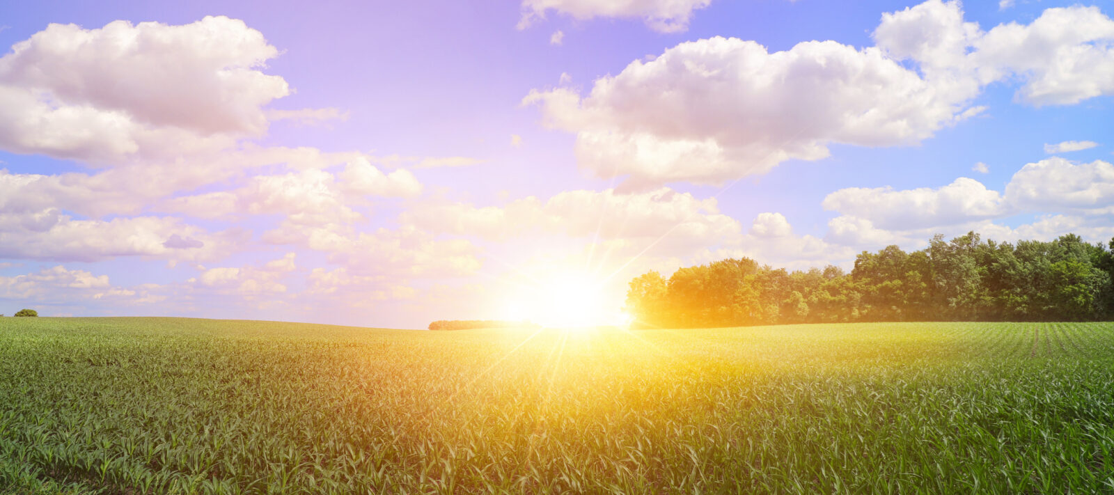 The sun rises over a green field with scattered trees on the horizon under a blue sky with fluffy white clouds.