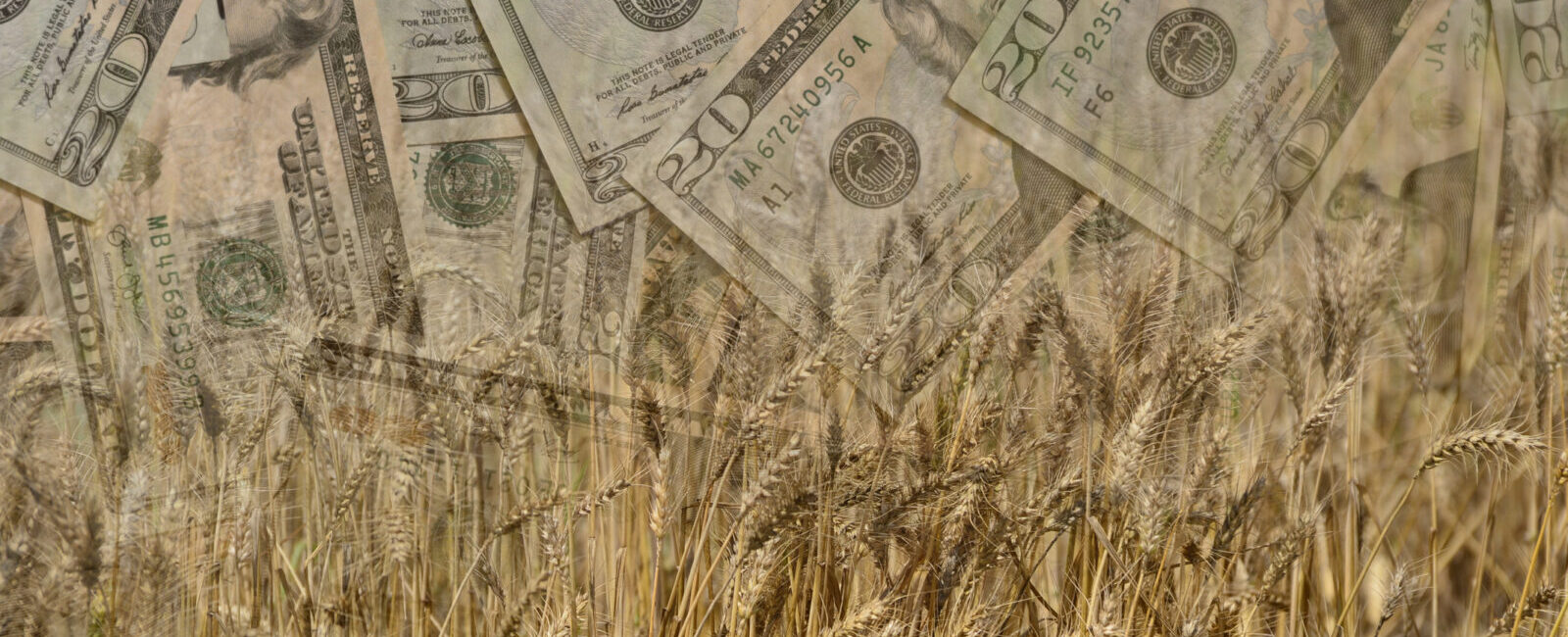 Various denominations of US dollar bills are overlaid on a field of wheat, symbolizing the relationship between agriculture and money.