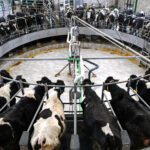 Aerial view of dairy cows standing on a rotary milking platform inside a modern barn, connected to milking machines.
