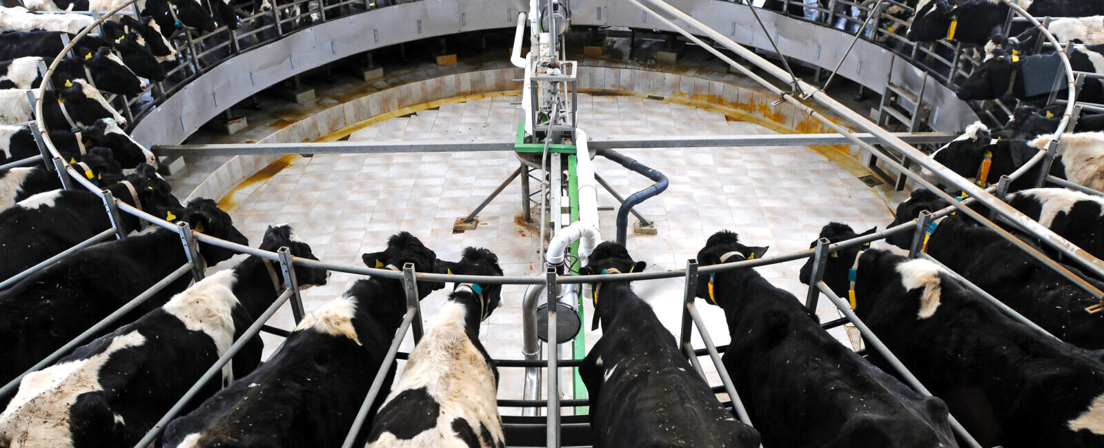 Aerial view of dairy cows standing on a rotary milking platform inside a modern barn, connected to milking machines.