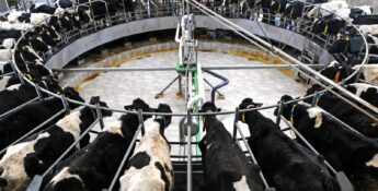 Aerial view of dairy cows standing on a rotary milking platform inside a modern barn, connected to milking machines.