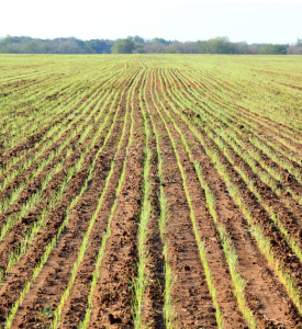 Rows of young crops are growing in a large, plowed field with green trees and blue sky in the background.