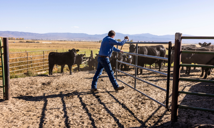 A person in blue jeans and a denim shirt is closing a metal gate to contain a herd of black cattle in a fenced enclosure on a farm with mountains in the background.
