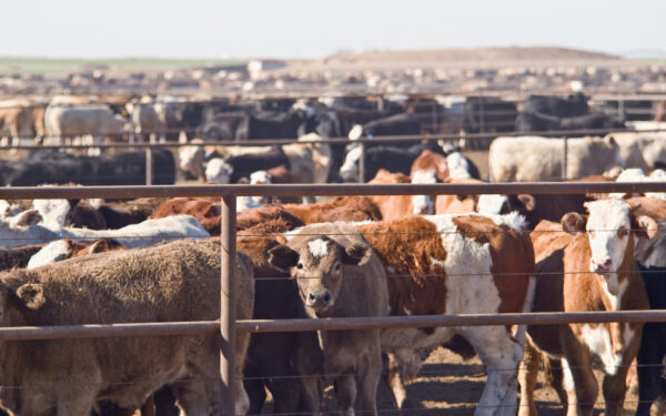 A large group of cattle standing closely together in a fenced feedlot on a sunny day.