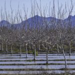A flooded orchard with rows of leafless trees and mountains in the background under a clear blue sky, highlighting the importance of Climate Risk Assessments for agricultural landscapes.