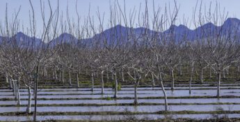 A flooded orchard with rows of leafless trees and mountains in the background under a clear blue sky, highlighting the importance of Climate Risk Assessments for agricultural landscapes.