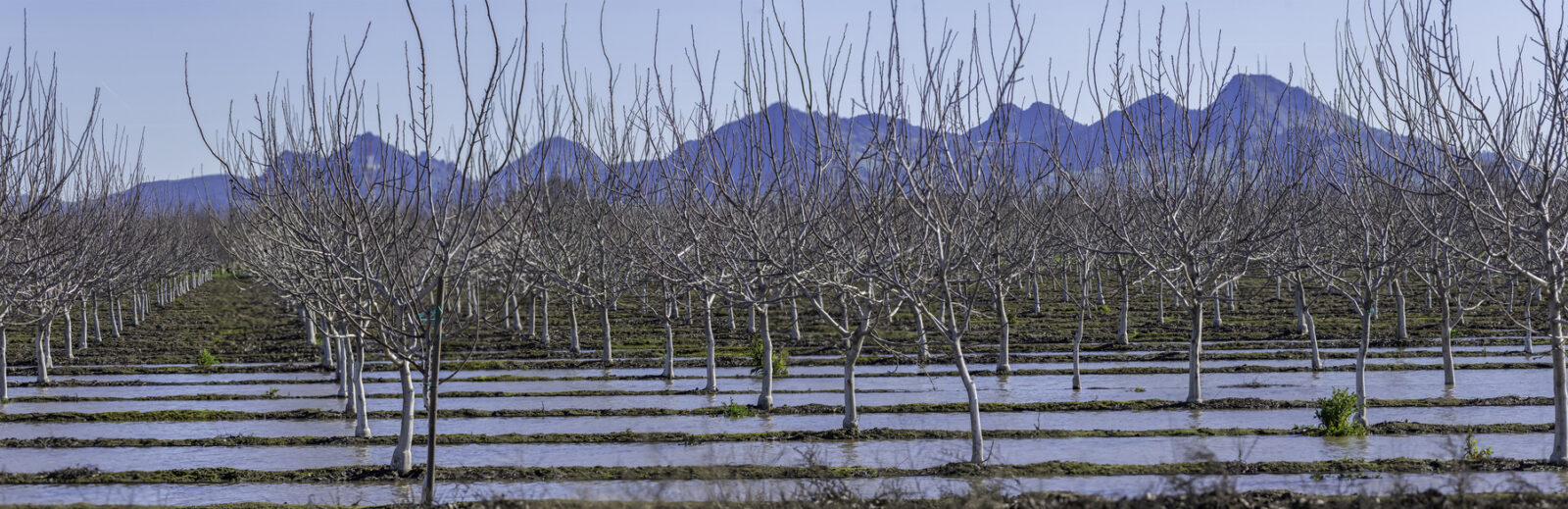 A flooded orchard with rows of leafless trees and mountains in the background under a clear blue sky, highlighting the importance of Climate Risk Assessments for agricultural landscapes.