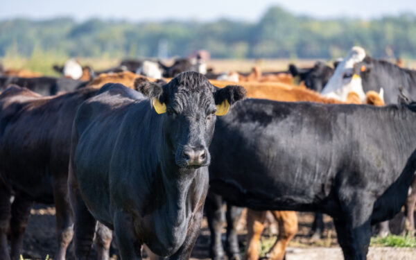 A group of cattle stands in a fenced outdoor area, with one black cow facing the camera in the foreground.