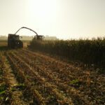 Two tractors harvest corn in a field under a bright sky, illustrating how Ag Market Shifts are reshaping the biofuel supply chain, with rows of cut stalks in the foreground and unharvested corn on the right.