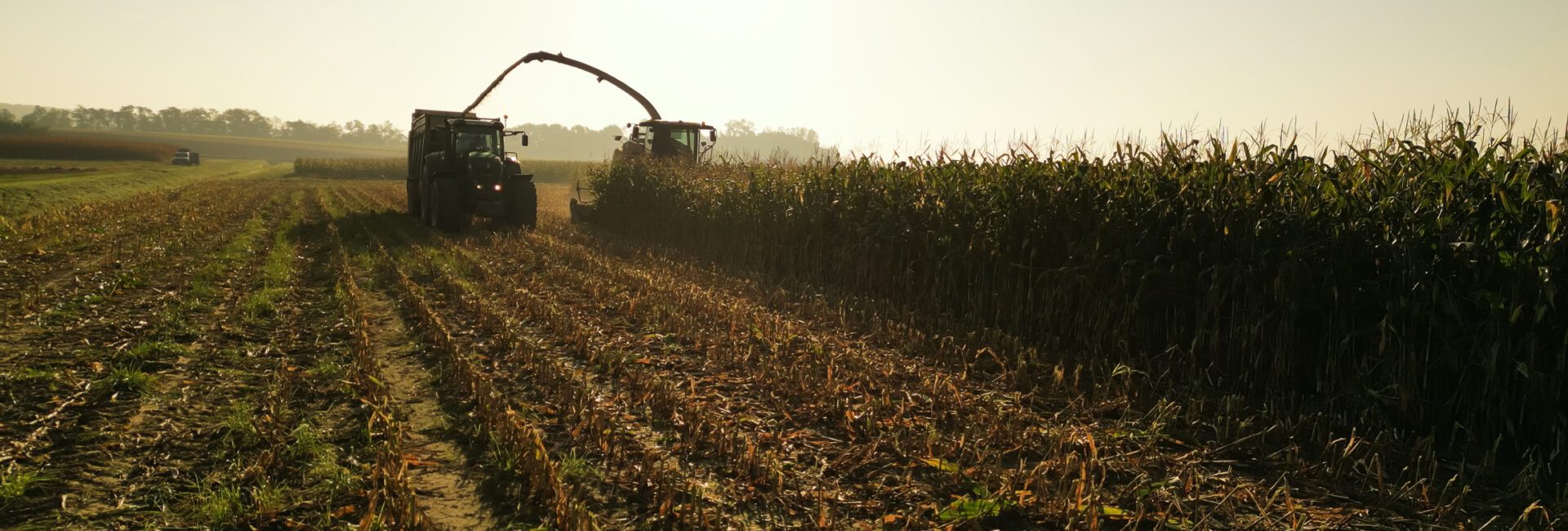 Two tractors harvest corn in a field under a bright sky, illustrating how Ag Market Shifts are reshaping the biofuel supply chain, with rows of cut stalks in the foreground and unharvested corn on the right.
