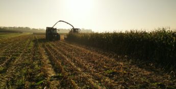 Two tractors harvest corn in a field under a bright sky, illustrating how Ag Market Shifts are reshaping the biofuel supply chain, with rows of cut stalks in the foreground and unharvested corn on the right.