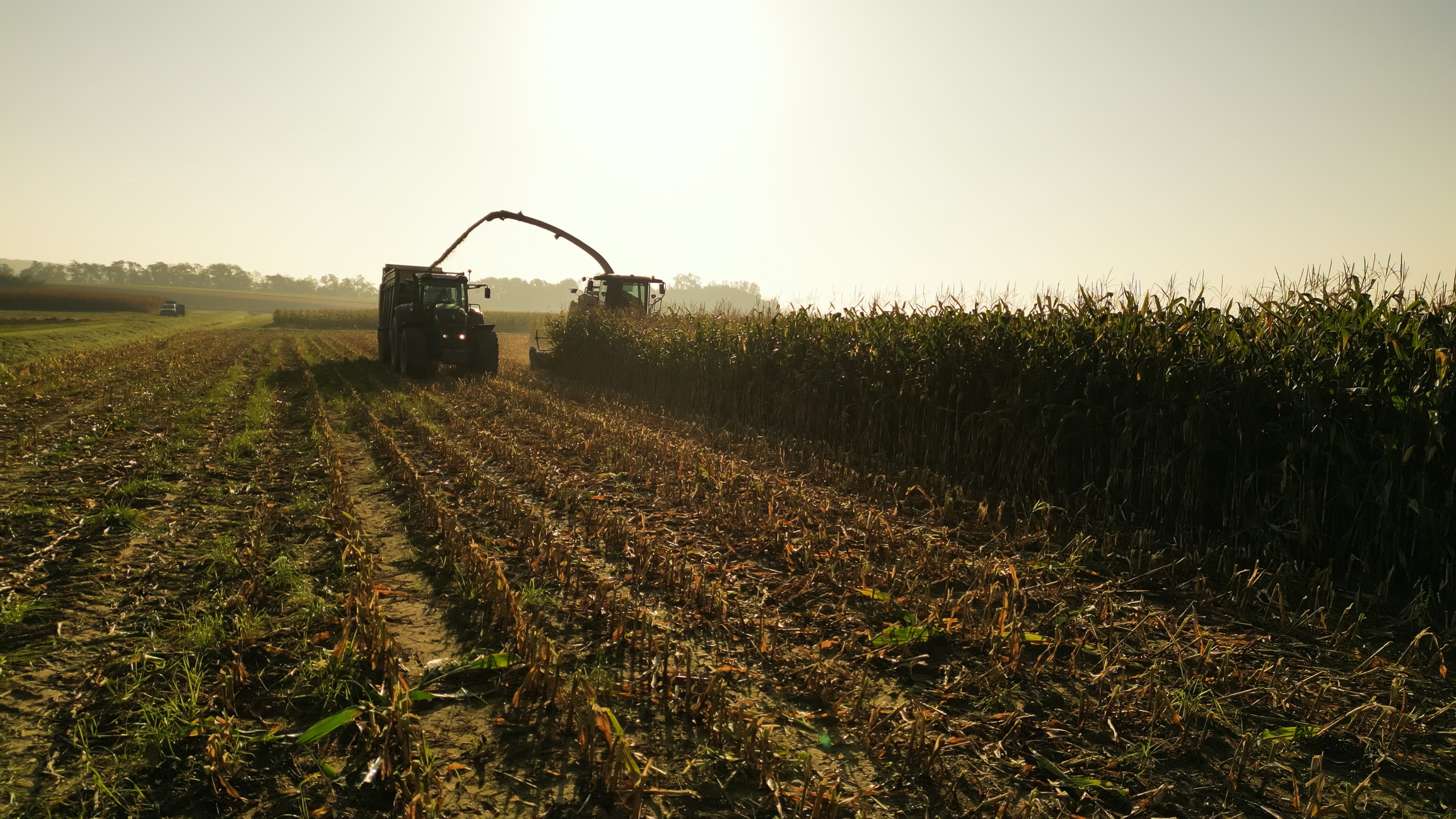 Two tractors harvest corn in a field under a bright sky, illustrating how Ag Market Shifts are reshaping the biofuel supply chain, with rows of cut stalks in the foreground and unharvested corn on the right.