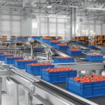 Blue crates filled with red tomatoes move along a stainless steel conveyor system inside a large, modern warehouse.