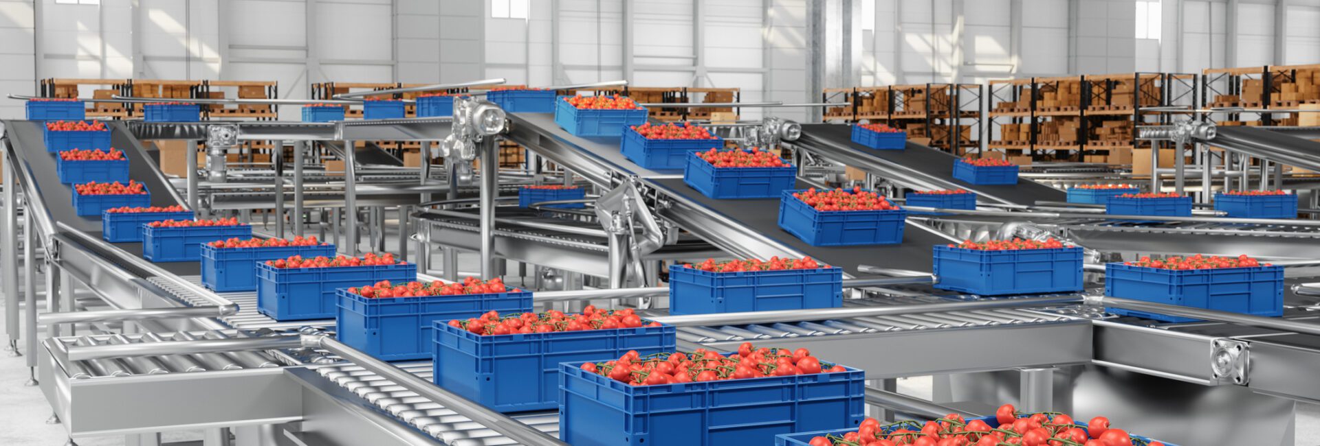 Blue crates filled with red tomatoes move along a stainless steel conveyor system inside a large, modern warehouse.
