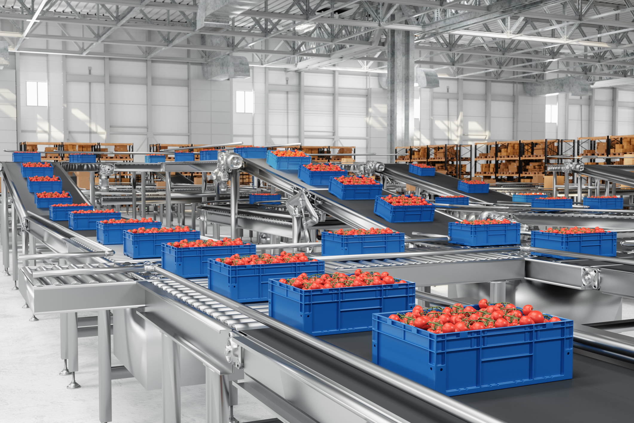 Blue crates filled with red tomatoes move along a stainless steel conveyor system inside a large, modern warehouse.