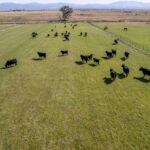 Aerial view of black cattle grazing on a green pasture, enclosed by fences, with dry fields and mountains in the background—an example of creating stewardship-driven value on ranches.