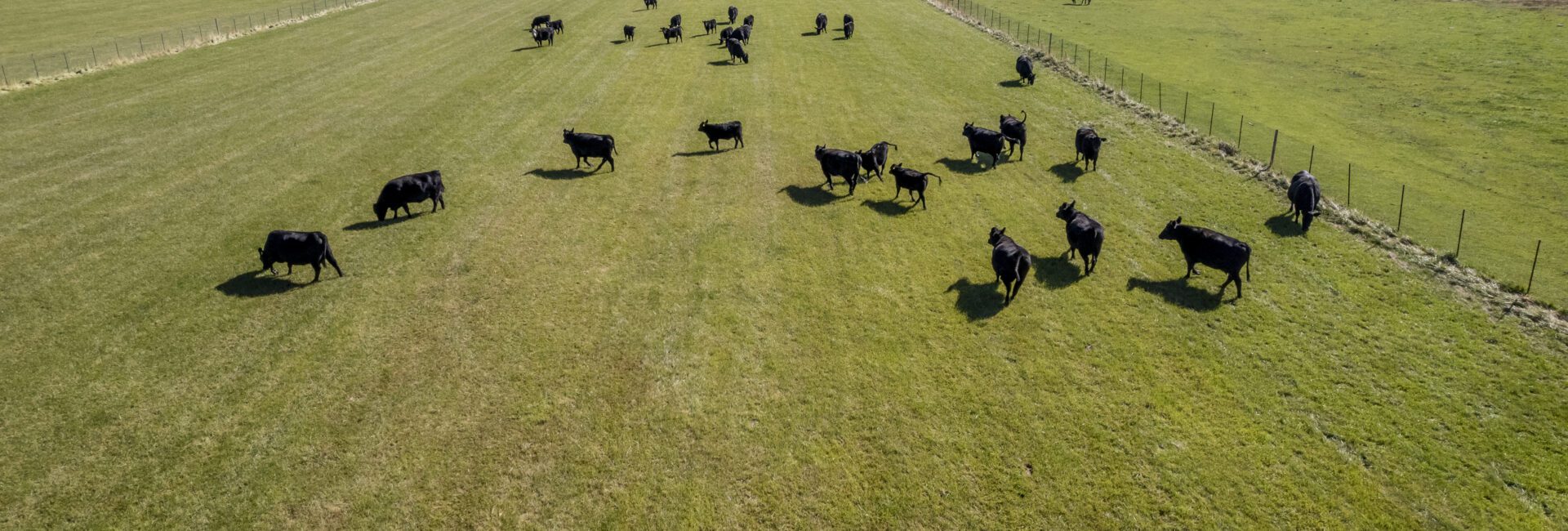 Aerial view of black cattle grazing on a green pasture, enclosed by fences, with dry fields and mountains in the background—an example of creating stewardship-driven value on ranches.